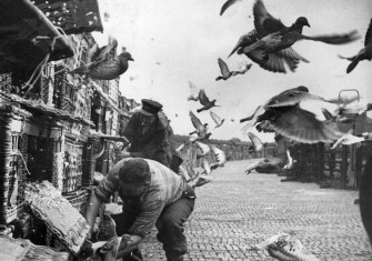 Under starter’s orders: a pigeon race begins in Northallerton, Yorkshire, 1953.