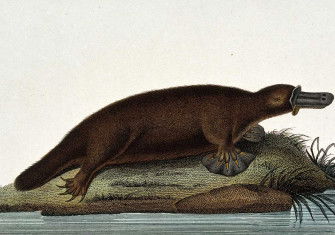 Platypus