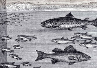 ‘Fishes Close to  the Quayside’, 19th-century illustration.