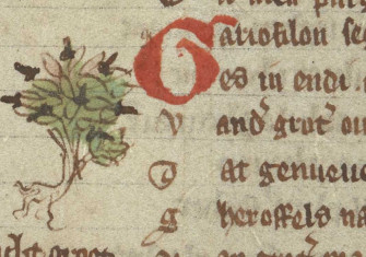 A clove tree, from Jacob van Maerlant’s Der naturen bloeme (The Flower of Nature), Flemish, early 14th century. British Library/Add MS 11390, f.79v.