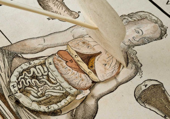 Anatomical fugitive sheets, Wellcome Collection.