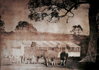 alpacas at Woodlands in Bathurst,  New South Wales, c.1864.