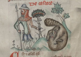 A hunter with a beaver biting off its testicles. Miniature from the Physiologus, 14th century. Bayerische Staatsbibliothek, Munich. Public Domain.