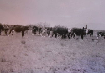 Tohono O’odham cowboy with cattle 1935. NARA. Public Domain.