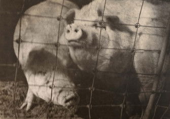 Pigs, by George H. Seeley, c.1920-30. Museum of Fine Arts, Boston. Public Domain.
