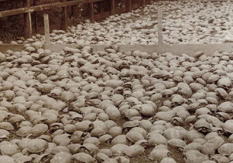 Horsfield tortoises at Hagenbeck’s Tierpark, c.1914. Archiv Hagenbeck. Public Domain.