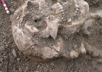 Skull excavated from the site of the St. Brice’s Day massacre, St John’s College, Oxford, 2008. Ⓒ Thames Valley Archaeological Services