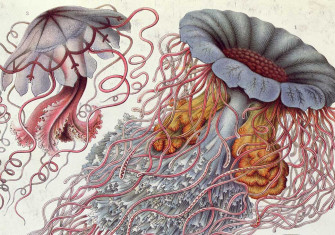 Jellyfish1.jpg
