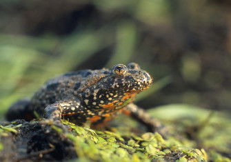 Bombina bombina by Marek Szczepanek. Licensed under CC BY-SA 3.0 via Wikimedia Commons.