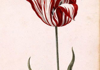 Anonymous 17th-century watercolor of the Semper Augustus, famous for being the most expensive tulip sold during tulip mania.