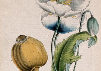 Opium poppy, white flowers and seed capsule, about 1853, after Miss M.A. Burnett.