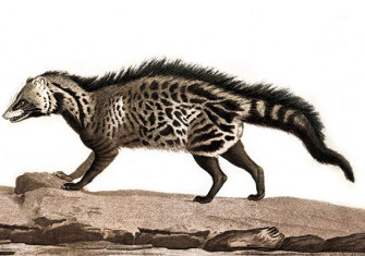 The Civet, an engraving by Simon Charles Miger, France, 1808.