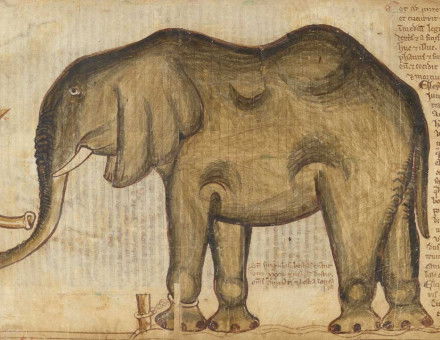 Elephant