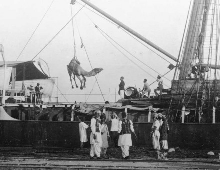 Unloading camels at Port Augusta, c.1893. State Library of South Australia, B 68916