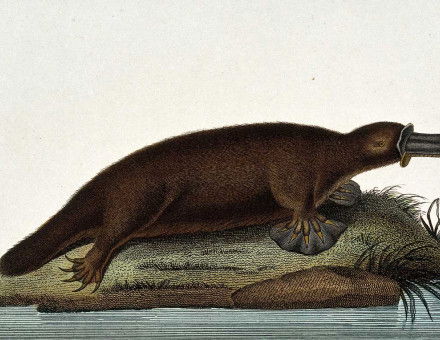 Platypus