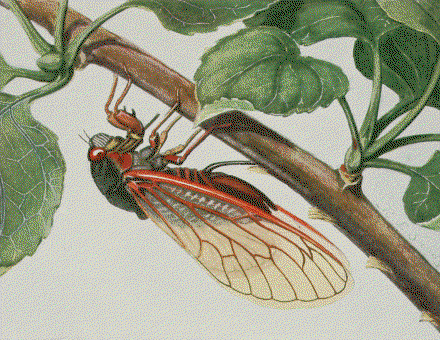 Cicada