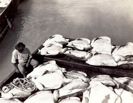 Turtleman with a boat load of turtles, c.1900. Courtesy of Monroe County Public Libraries and the Key West Art & Historical Society.