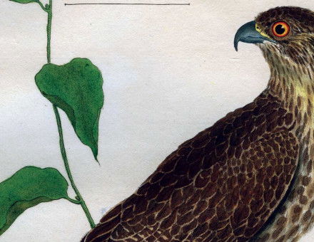 A gyrfalcon. 18th-century coloured engraving, by François-Nicolas Martinet.