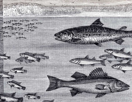 ‘Fishes Close to  the Quayside’, 19th-century illustration.