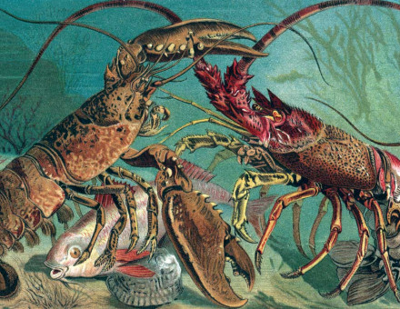 The Homarus and the European spiny lobster. Engraving from Brehm’s Life of Animals, by Alfred Edmund Brehm, late 19th century © Bridgeman Images.