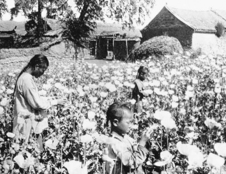 opium farmers in a poppy field  in Yunnan, China, c.1900.