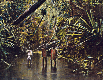 Forest on the east coast of Madagascar, French photographer, c.1900. © Look and Learn/Bridgeman Images
