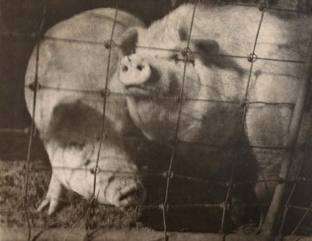 Pigs, by George H. Seeley, c.1920-30. Museum of Fine Arts, Boston. Public Domain.