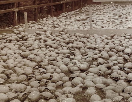 Horsfield tortoises at Hagenbeck’s Tierpark, c.1914. Archiv Hagenbeck. Public Domain.