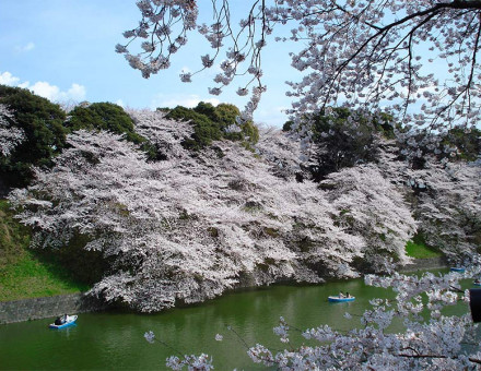 Cherry blossoms at the Tokyo Imperial Palace.