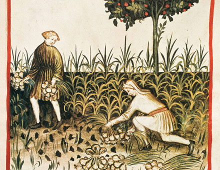 Gathering bulbs: garlic harvested in a Latin version of an Arabic book on health, late 14th century.