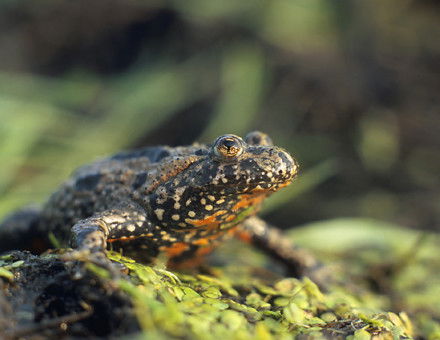 Bombina bombina by Marek Szczepanek. Licensed under CC BY-SA 3.0 via Wikimedia Commons.