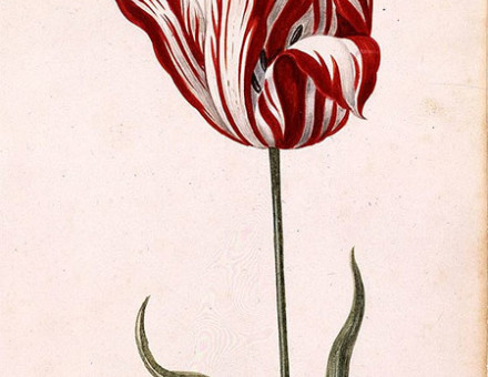 Anonymous 17th-century watercolor of the Semper Augustus, famous for being the most expensive tulip sold during tulip mania.