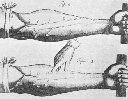 Image of veins from Harvey's Exercitatio Anatomica de Motu Cordis et Sanguinis in Animalibus