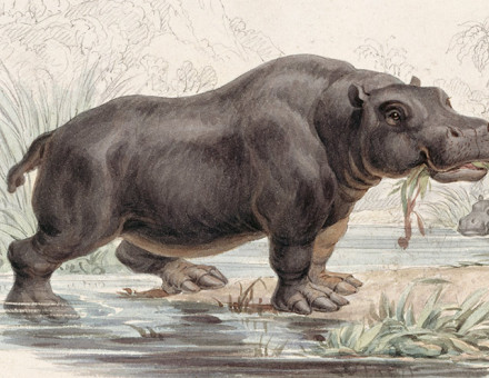 Hippopotamus amphibius, an illustration from William Jardine’s The Naturalist’s Library, 1833-43.