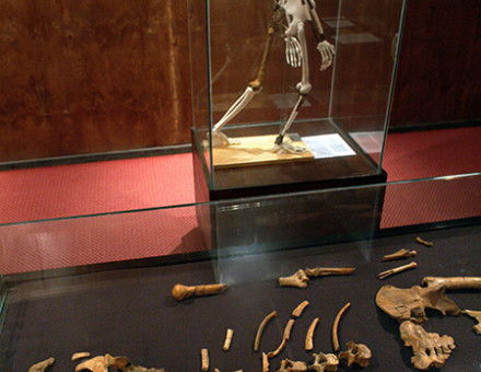 They love Lucy: the original fossils and a model of the hominin, National Museum, Addis Ababa