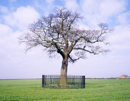 Branches of history: the Boscobel Oak