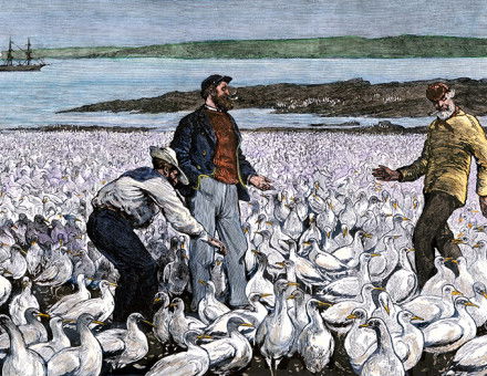 Sailors visiting a guano bed off the coast of Peru, 1880