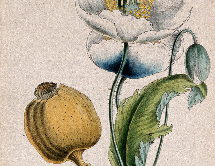 Opium poppy, white flowers and seed capsule, about 1853, after Miss M.A. Burnett.